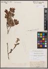 Foto von Salix caprea L. x Salix silesiaca Willd.
